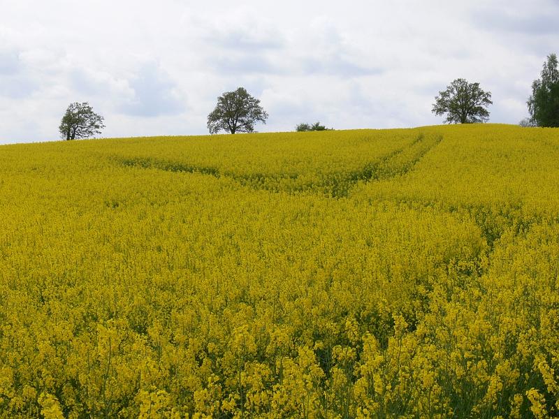 Mont Saint Michel 2010 - 261.jpg